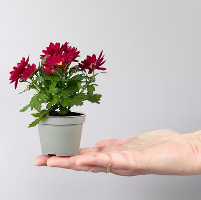 Chrysantheme Mini 'Swifty', Mix zufällig, Topf-Ø 6 cm, 12 Pflanzen