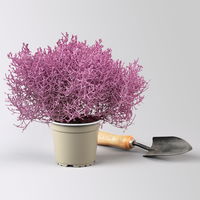Calocephalus, rosa gefärbt, Topf-Ø 12 cm, 6 Pflanzen