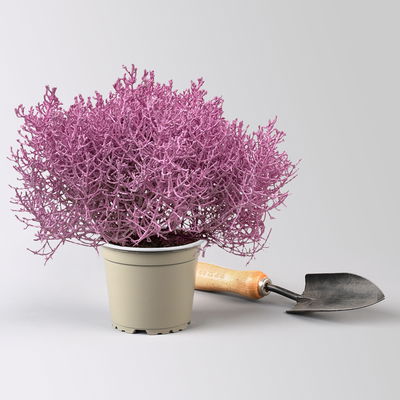 Calocephalus, rosa gefärbt, Topf-Ø 12 cm, 6 Pflanzen Calocephalus, rosa gefärbt, Topf-Ø 12 cm, 6 Pflanzen