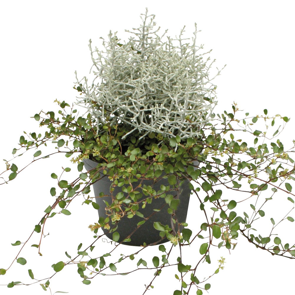 Silberdraht und Mühlenbeckien-Duo, Topf-Ø 12 cm, 6er-Set