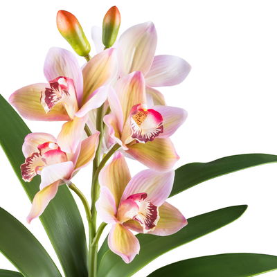 Kunstpflanze Cymbidium, grünrosa, Höhe ca. 53 cm Kunstpflanze Cymbidium, grünrosa, Höhe ca. 53 cm