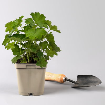 Frauenmantel, grün-gelb, Topf 11x11 cm, 3 Pflanzen Frauenmantel, grün-gelb, Topf 11x11 cm, 3 Pflanzen