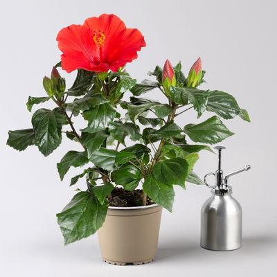 Hibiskus, rot, Topf-Ø 13 cm, Höhe ca. 35 cm, 2 Pflanzen Hibiskus, rot, Topf-Ø 13 cm, Höhe ca. 35 cm, 2 Pflanzen