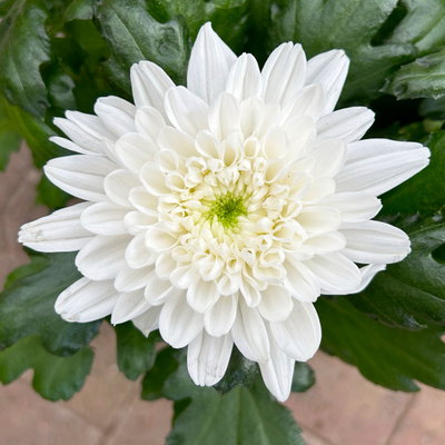 Chrysantheme 'Chrysanne® Zembla', weiß, großblumig, Topf-Ø 17 cm, 2 Pflanzen