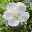 Säulen-Gartenhibiskus 'Flower Tower White®' weiß, Höhe 40-60 cm, Topf 5 l