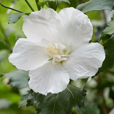 Säulen-Gartenhibiskus 'Flower Tower White®' weiß, Höhe 40-60 cm, Topf 5 l