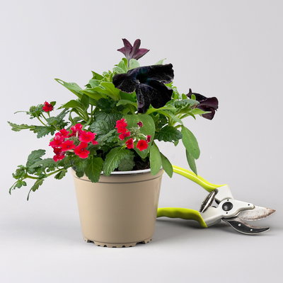 Eisenkraut/Petunien Duo, schwarz-rot, Topf-Ø 14 cm, 4 Pflanzen