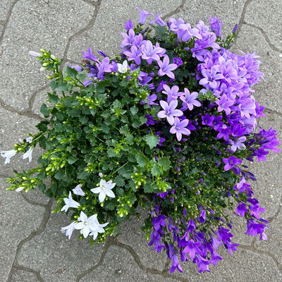 Glockenblume, 2-3 Farben zufällig, Topf-Ø 10,5 cm, 3 Pflanzen