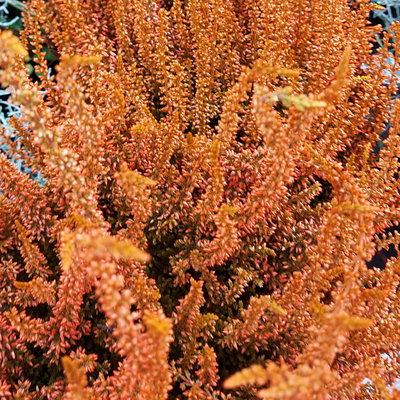 Knospenheide 'Picasso', orange gefärbt, Topf-Ø 12 cm, 6 Pflanzen