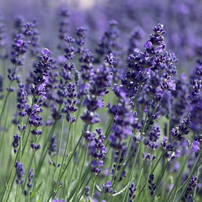Lavendel 'Hidcote Blue', dunkel-blauviolett, Topf-Ø 23 cm Lavendel 'Hidcote Blue', dunkel-blauviolett, Topf-Ø 23 cm