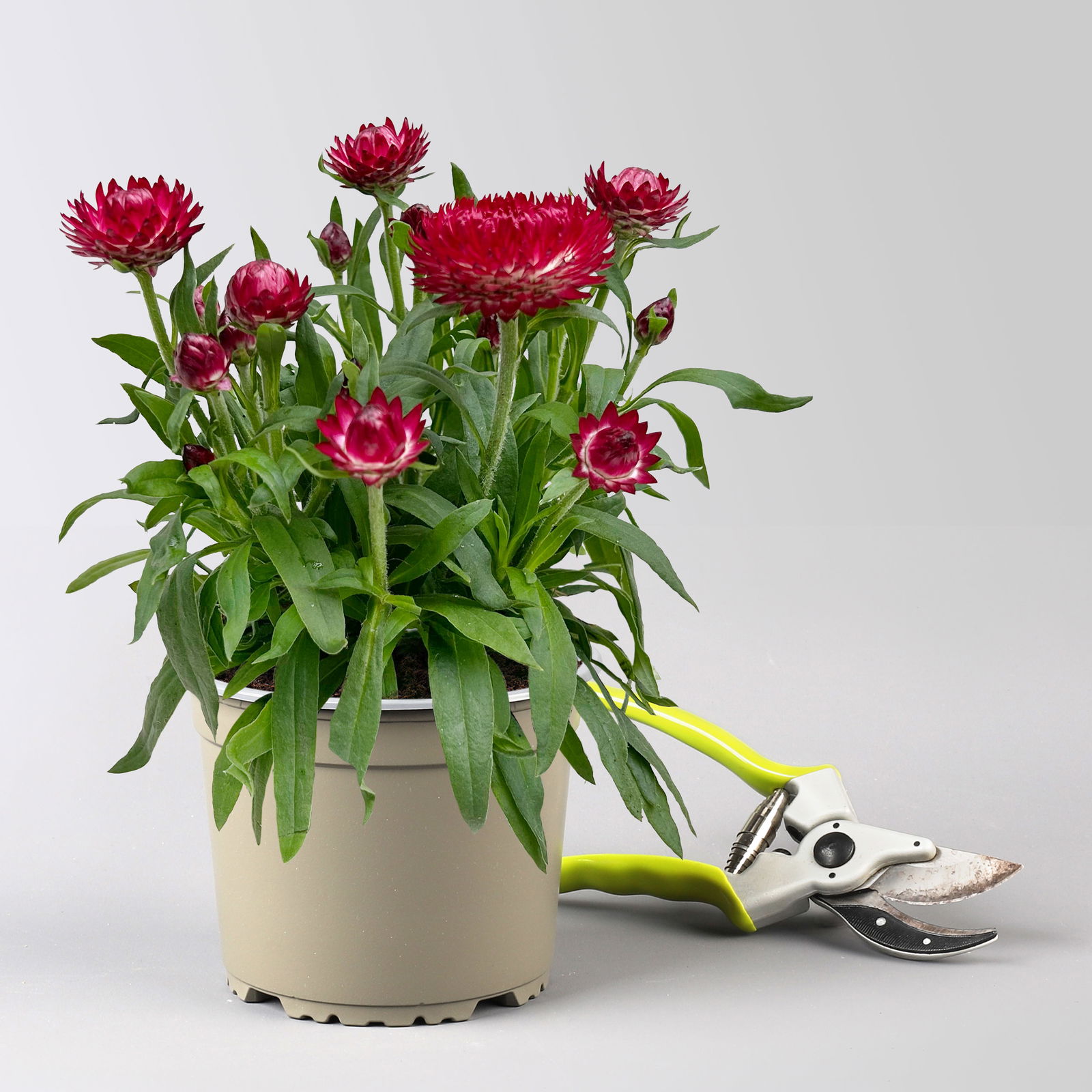 Strohblume, pinkrot, Topf- Ø 15 cm, 3 Pflanzen