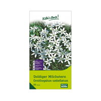 Doldiger Milchstern (Ornithogalum Umbellatum) weiß, 20 Blumenzwiebeln