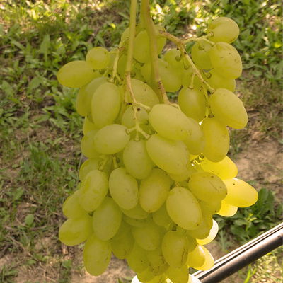 Kernlose Tafeltraube 'Sonja'Ⓢ, Höhe ca. 50 cm, Topf 3 Liter Kernlose Tafeltraube 'Sonja'Ⓢ, Höhe ca. 50 cm, Topf 3 Liter