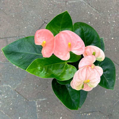 Flamingoblume 'Spirit Champion' hellrosa, inkl. Übertopf Dallas, Topf-Ø 12 cm