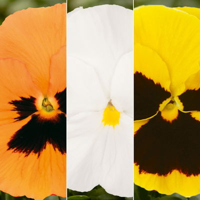 Stiefmütterchen 'Trio' gelb-weiß-orange, Topf-Ø 13 cm, 6 Pflanzen Stiefmütterchen 'Trio' gelb-weiß-orange, Topf-Ø 13 cm, 6 Pflanzen