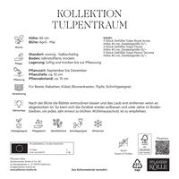 Tulpenkollektion 'Tulpentraum', rosa, weiß, lila, Größe 12+, 15 Blumenzwiebeln Tulpenkollektion 'Tulpentraum', rosa, weiß, lila, Größe 12+, 15 Blumenzwiebeln