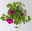 Sommerblumen-Mix, nach Verfügbarkeit, Topf-Ø 13 cm, 3 Pflanzen