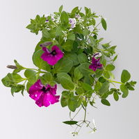 Sommerblumen-Mix, nach Verfügbarkeit, Topf-Ø 13 cm, 3 Pflanzen