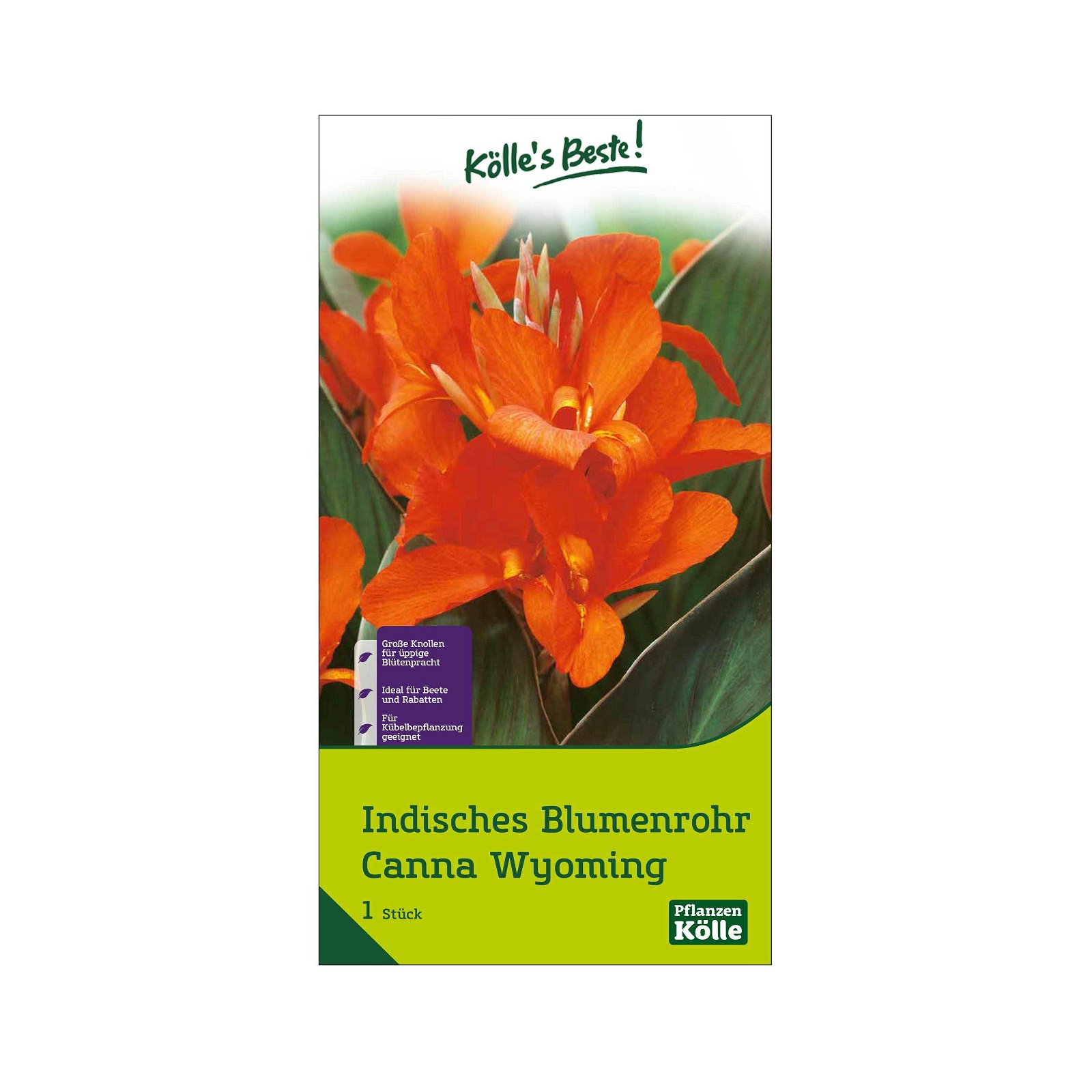 Indisches Blumenrohr Wymoning (Canna) orange, 1 Blumenzwiebel