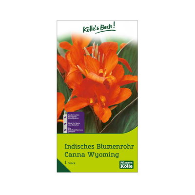 Indisches Blumenrohr Wymoning (Canna) orange, 1 Blumenzwiebel