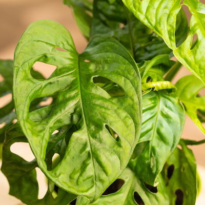 Monstera adansonii in Übertopf Vibes blau, Topf-Ø 12 cm, Höhe ca. 25 cm Monstera adansonii in Übertopf Vibes blau, Topf-Ø 12 cm, Höhe ca. 25 cm