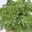 Duftgeranie 'Freshfruity® Mosquito Fighter', Topf-Ø 12 cm, 6 Pflanzen
