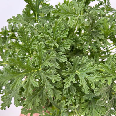 Duftgeranie 'Freshfruity® Mosquito Fighter', Topf-Ø 12 cm, 6 Pflanzen