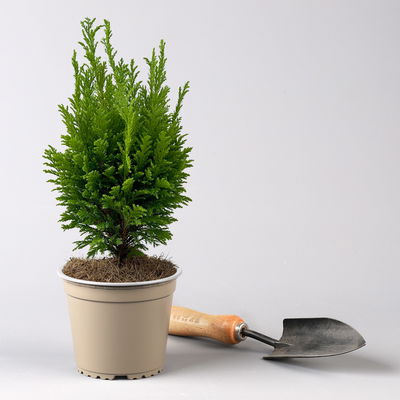 Gelbgrüne Kegelzypresse 'Ellwood's Empire', Topf-Ø 13 cm, 6 Pflanzen