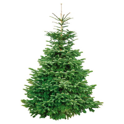 Nordmanntanne geschlagen 1. Wahl, 125/150 cm Nordmanntanne geschlagen 1. Wahl, 125/150 cm