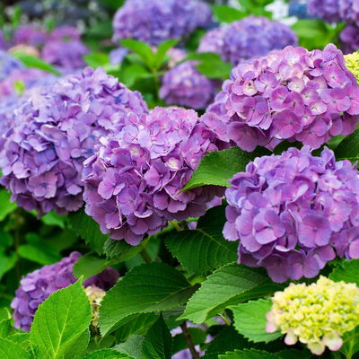 Bodenkur Rhodo-Vital für Hortensien, Azaleen & Kamelien, 1 kg Bodenkur Rhodo-Vital für Hortensien, Azaleen & Kamelien, 1 kg