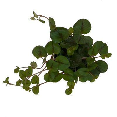 Pfennigkraut 'Sunburst', 6er-Set, Topf 12 cm Ø