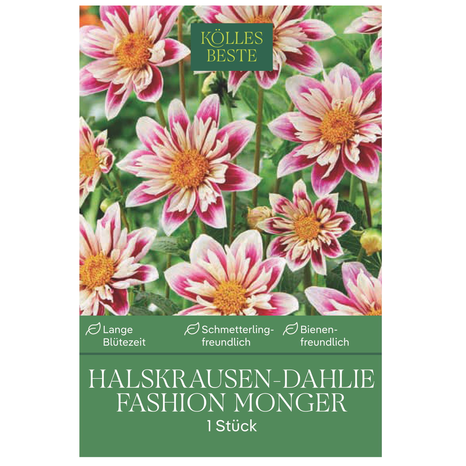 Kölles Beste Halskrausen-Dahlie 'Fashion Monger', weiß/rosa, 1 Blumenknolle
