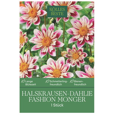 Kölles Beste Halskrausen-Dahlie 'Fashion Monger', weiß/rosa, 1 Blumenknolle