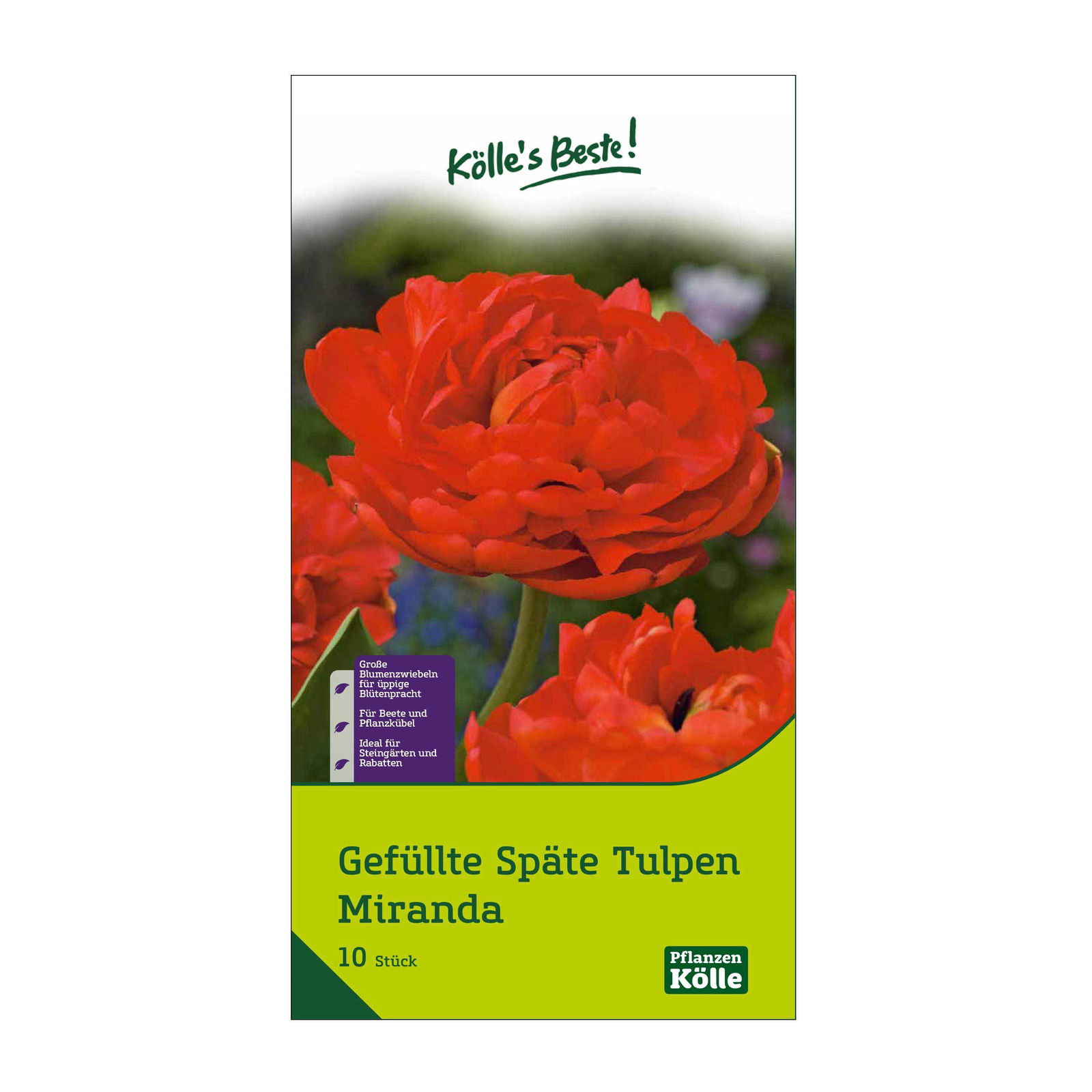 Gefüllte späte Tulpen Miranda rot, 10 Blumenzwiebeln