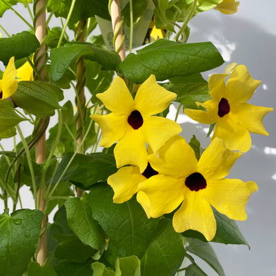 Schwarzäugige Susanne gelb, Pyramide, Topf -Ø 17 cm, Höhe ca. 60 cm