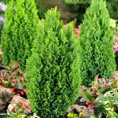 Gelbe Kegelzypresse 'Ellwood's Gold', 10er-Set, Höhe 20-30 cm, Topf 2 Liter