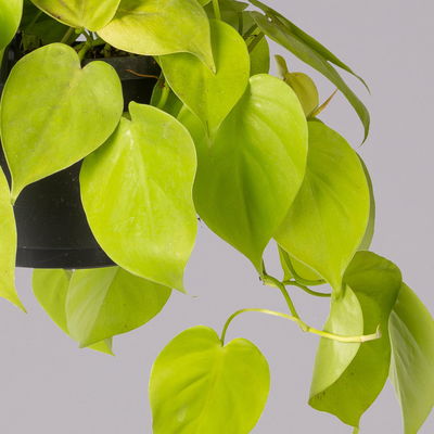 Philodendron 'Lemon Lime' in Blumenampel, Topf-Ø 17 cm, Höhe ca. 30 cm Philodendron 'Lemon Lime' in Blumenampel, Topf-Ø 17 cm, Höhe ca. 30 cm
