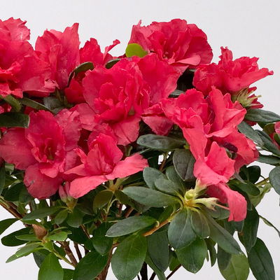 Azalee rot gefüllt mit Keramiktopf Dallas anthrazit, Topf-Ø 12 cm, 3er-Set Azalee rot gefüllt mit Keramiktopf Dallas anthrazit, Topf-Ø 12 cm, 3er-Set