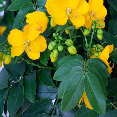 Gewürzrinde, gelb, Topf-Ø 27