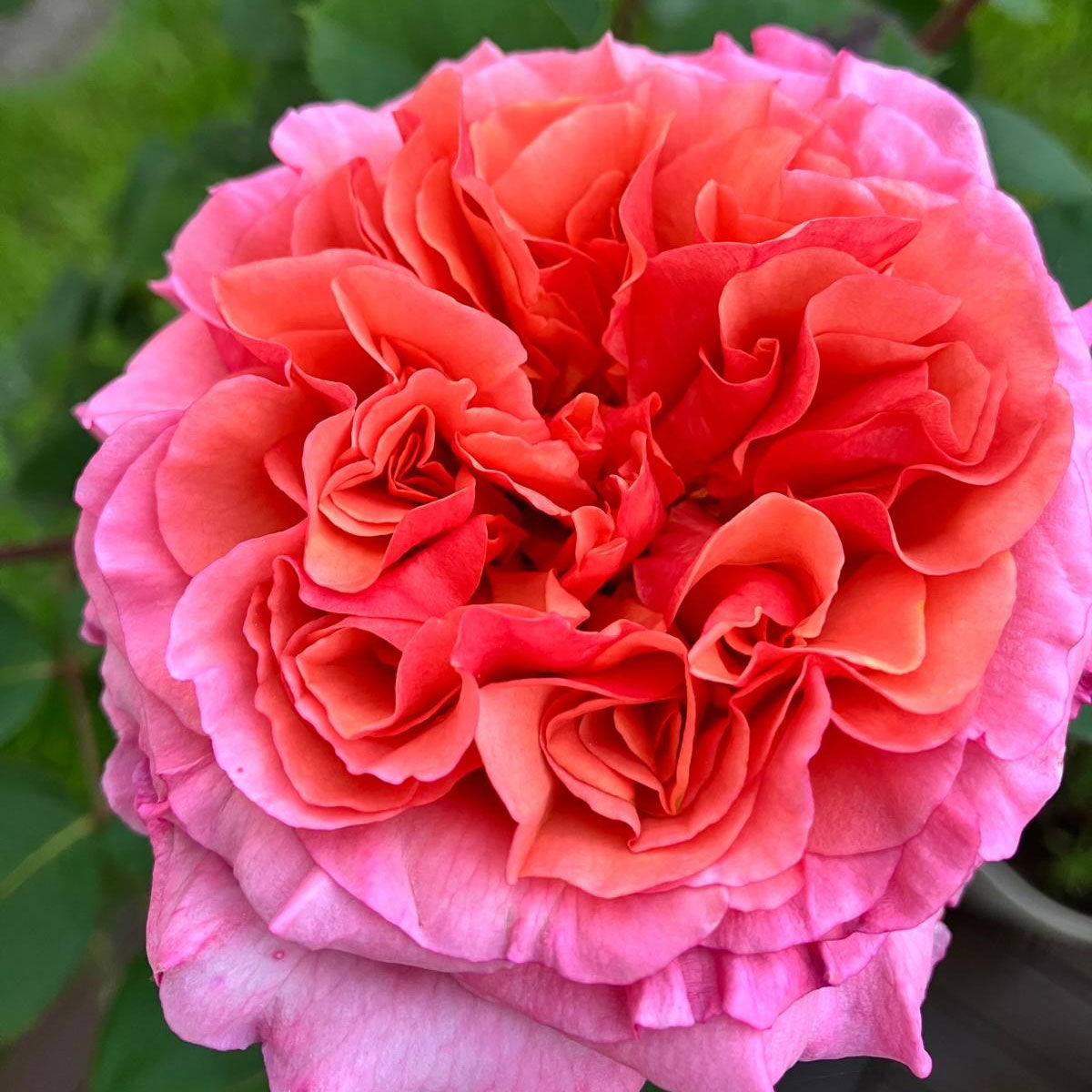 Stammrose 'Käthchen von Heilbronn'®, Edelrose, Stammhöhe 60cm im 7,5 Liter Topf