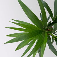 Kentiapalme, Topf-Ø 19 cm, Höhe ca. 90 cm