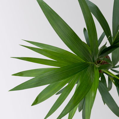 Kentiapalme, Topf-Ø 19 cm, Höhe ca. 90 cm Kentiapalme, Topf-Ø 19 cm, Höhe ca. 90 cm