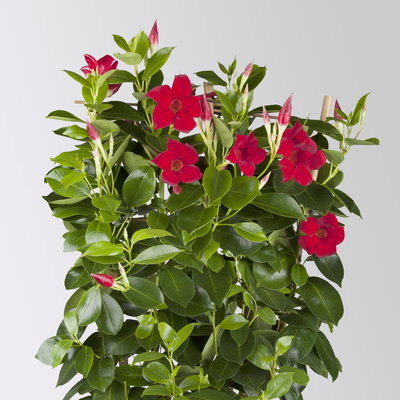 Dipladenie, dunkelrot, Spalier, Topf-Ø 17 cm, Höhe ca. 50 cm, 2 Pflanzen