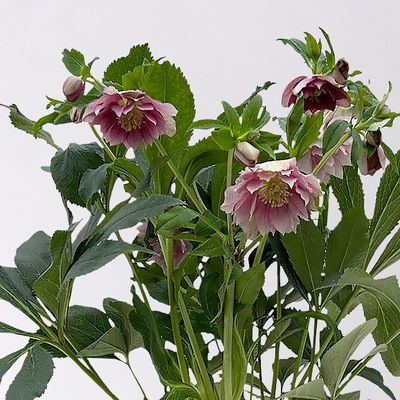 Lenzrose 'ViV® Ariana', rosa gesprenkelt, Topf-Ø 19 cm Lenzrose 'ViV® Ariana', rosa gesprenkelt, Topf-Ø 19 cm