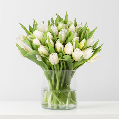 30 weiße Tulpen