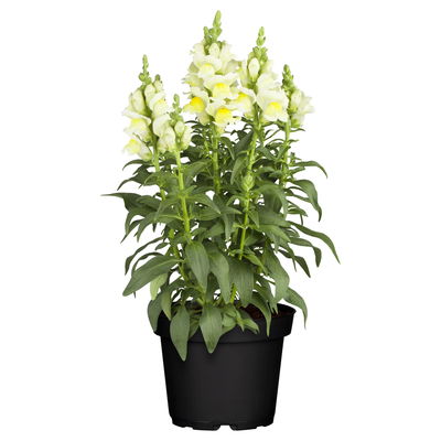 Löwenmäulchen gelb, Topf 12 cm Ø, 6 Stück