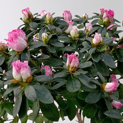 Azalee, Stamm, Farbe zufällig, Topf-Ø 13cm, Höhe ca. 45 cm, 2 Pflanzen Azalee, Stamm, Farbe zufällig, Topf-Ø 13cm, Höhe ca. 45 cm, 2 Pflanzen