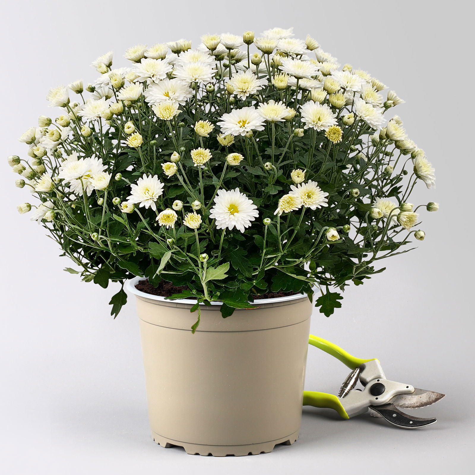 Chrysanthemen-Busch, weiß, Topf-Ø 19 cm, 3er-Set