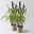 Pennisetum 'Purple Baron', lila, Topf-Ø 17 cm, Höhe ca. 70 cm, 2 Pflanzen