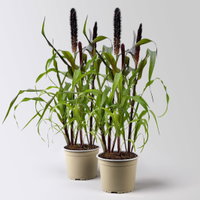 Pennisetum 'Purple Baron', lila, Topf-Ø 17 cm, Höhe ca. 70 cm, 2 Pflanzen Pennisetum 'Purple Baron', lila, Topf-Ø 17 cm, Höhe ca. 70 cm, 2 Pflanzen